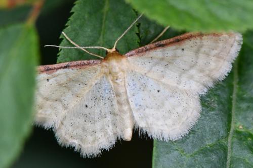 Idaea humiliata